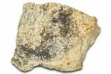 Dinosaur (Triceratops) Frill Shield Section - Montana #373876-1